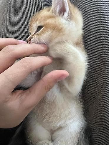 cins pişikler: Britan — 8