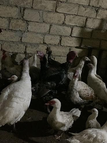 kanqal satisi: Lal ördəklər satılır qiymət sonu 30 azndi yumurtalıqdı — 3