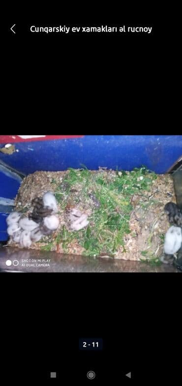 xamyak adlari: Xamyaklar cunqariklar ən mehriban aqresiyası olmayan insana uyuşan — 2