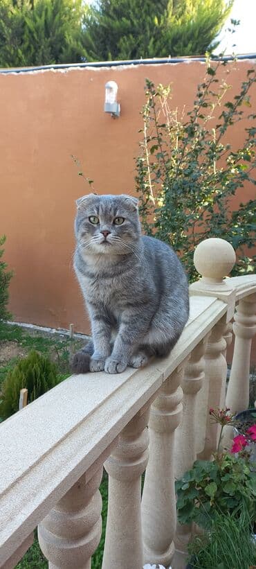 Heyvanlar üçün mallar: Şotland — 1