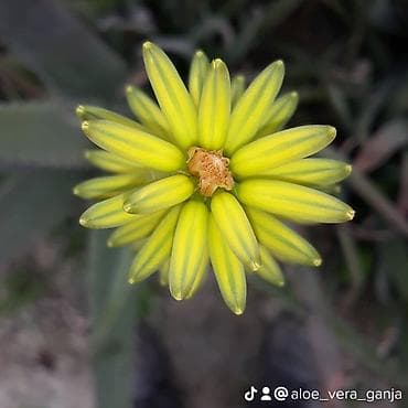 ev bitkisi: Aloe vera Barbadensis növü 4 illik dibçəklər endirimli qiymətlə həm — 6