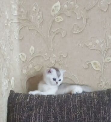 cutlesdirmek ucun pisik: Britan, Erkək, Dişi, Yaxşı əllərə, Ünvandan götürmə — 4