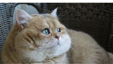 pişiy balası: Qızıl şinşilla, Erkək, Dişi, Yaxşı əllərə — 2