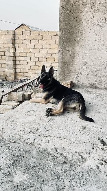 balaca it cinsleri: Alman çoban iti — 1