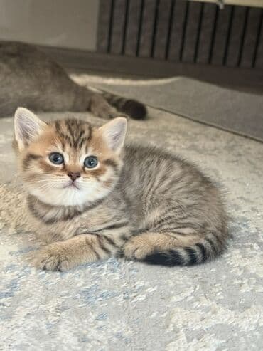 Gəmiricilər: Tabbi, Erkək — 2