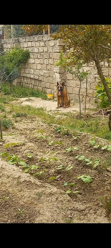 pudil itleri: Belçika çoban iti, 2 il, Dişi — 6
