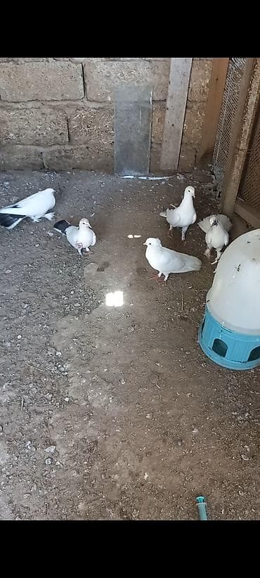ev qus: Məhsul: Qüvvətli uçuşa və dekorativ görünüşə malik ev göyərçinləri — 4
