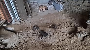 arpa bugda satisi: Salam Her kese Temiz Belçika Malinoas balalari satilir 2 side xidmeti — 3
