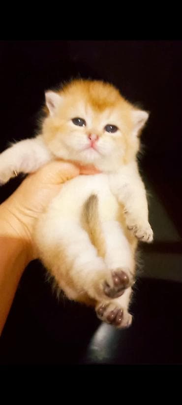 ev pişiyleri: Qızıl şinşilla, Erkək, Yaxşı əllərə, Ünvandan götürmə — 2