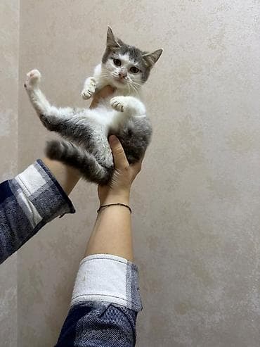 pişik cutləşmə: Yaxşı əllərə — 8