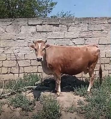 pitbull ag: Südçülük üçün inək - Cins tipi: yerli-süd istiqamətli (şabalıdı rəng — 2