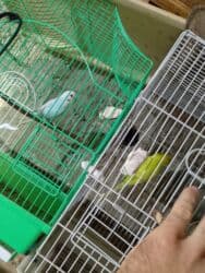 попугай ара цена: Salam bala cavan qusdardi isimle əlaqeli yeni teze duzeldim baxan — 2