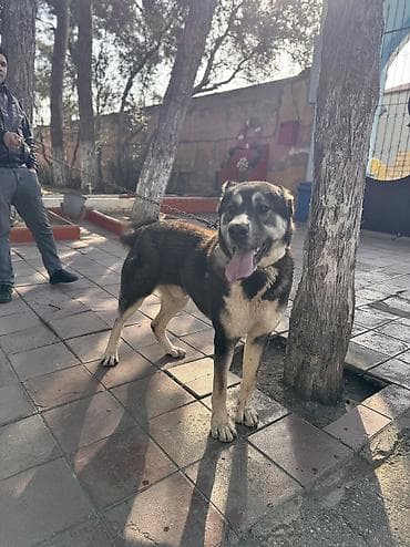 pişik qara: Qurdbasar, 11 ay, Erkek, Peyvəndli, Ünvandan götürmə — 10