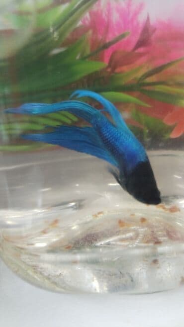 oskar balığı: Betda baliglari 10azn Akvarium baliglarinin satiwi 🦈 Danio baligi — 2