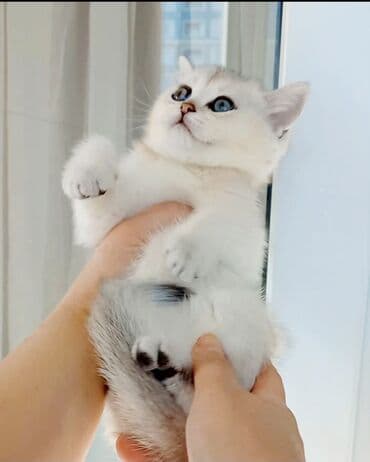 van pişikləri: Britan, Erkək, Dişi, Yaxşı əllərə, Ünvandan götürmə — 4