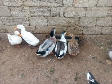 ördək balası və cücə: Dişi, Ətlik — 1