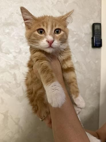 Erkək, Yaxşı əllərə