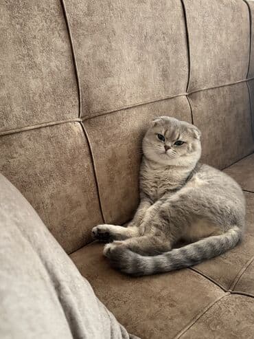 cütleşdirilir: Şinşilla, Erkək, Cütləşmə üçün — 5