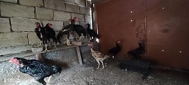 Beçılər 80 manata fərələr 40 manata satılır lalafo.az -da Beçılər 80 manata fərələr 40 manata satılır