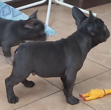 avcarka itləri: Amerikan buldoqu, 4 ay, Dişi — 4