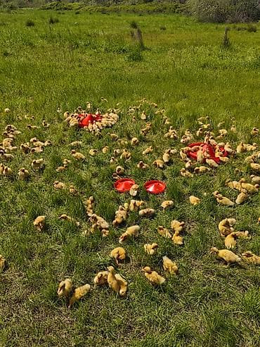 it şəkilləri: Salam, 14 gün Pekin ördəkiləridi Xaçmaz daxili çatdırılma var çox — 10