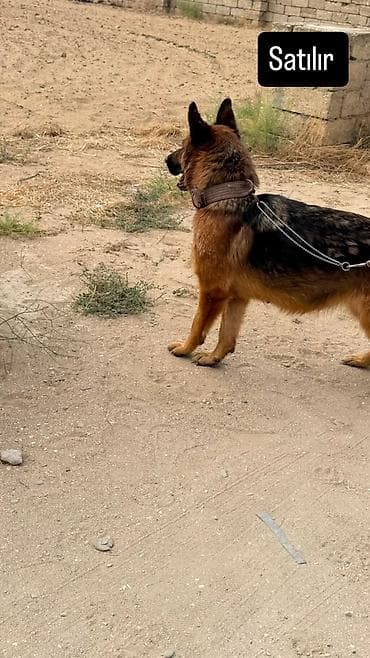 it kangal: Alman çoban iti — 2