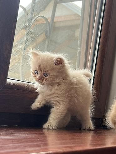 mingəcevir pişik: Şotland — 6