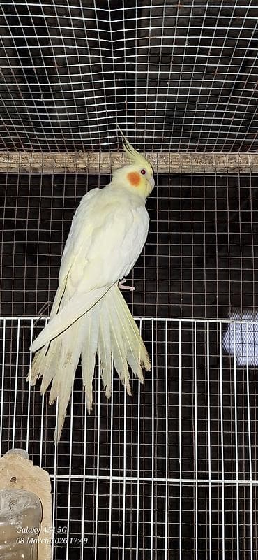 feniks quşu: Popuqoy Korella (ana qusdu) — 2