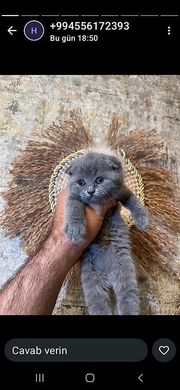 british pişik: Britan, Dişi — 4