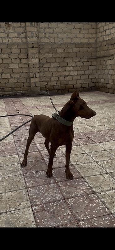 hamster satisi: Doberman, 1 il, Erkek, Peyvəndli, Ünvandan götürmə — 4