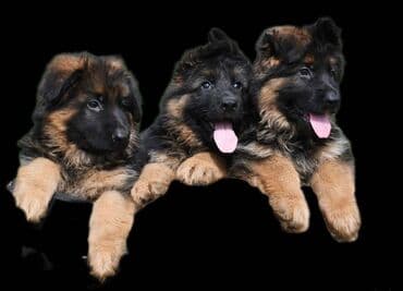 alman ovcarka balaları: Alman çoban iti, 2 ay, Erkek, Sənədli, Pulsuz çatdırılma — 9