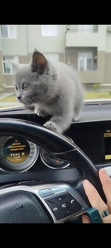 Britan, Dişi lalafo.az -da Britan, Dişi