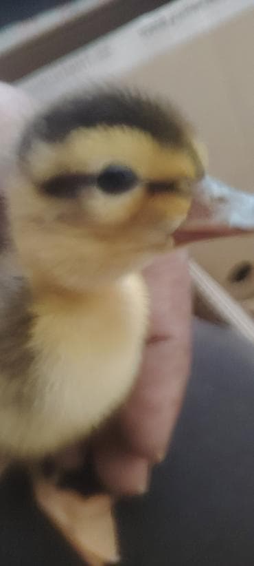 cücələrin satışı: Məhsul: Xırdabuynuzlu ördək balaları (cücələr)lal ördek balasi yoxdur — 3