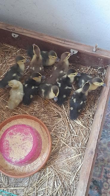 6 günlük balalar tam mayalanmış züçrüdü krasnadar lavanda 5 m