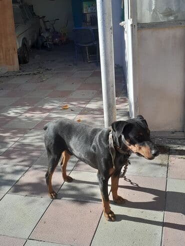 3D panellər: Doberman, Erkek — 1