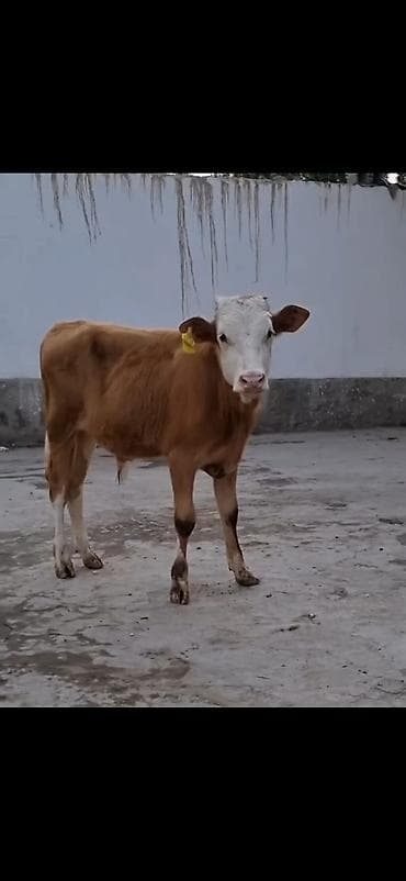 bakida it satisi: Erkek simental dana 4 ay bitecek — 3