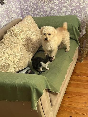 canavara oxsayan it: Pudel, 6 ay, Dişi — 1