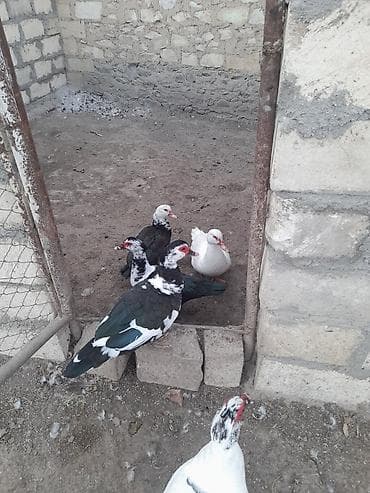 Salam. damazlıq və kəsiləsi ördəklər satılır. fərələr 20 manat