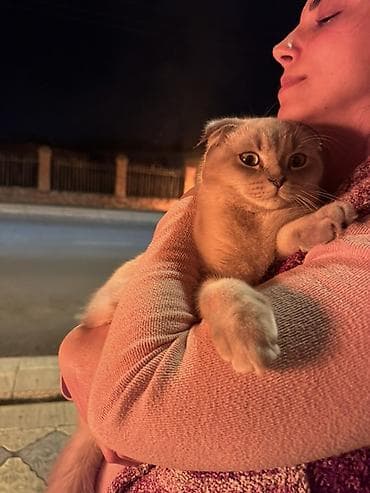 mingəcevir pişik: Şotland — 3