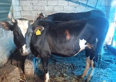 simmental ineklerin satisi: Simental/Holşteyn tipli qara-ağ inək - Qulaq birkası ilə qeydiyyatlı - — 1