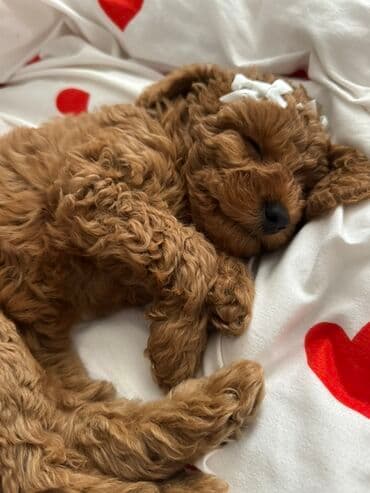 baskervillerin iti: Pudel, 3 ay, Dişi, Ünvandan götürmə, Ödənişli çatdırılma — 3