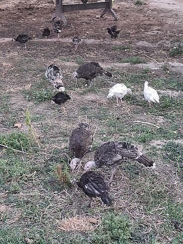 əbabil quşu: Məhsul: Hind toyuğu balaları salam heyet şəraitində böyümuş hinduşqa — 3