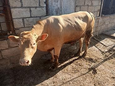 козы: Самка, лет: 1, Для разведения, Для мяса, Самовывоз — 6