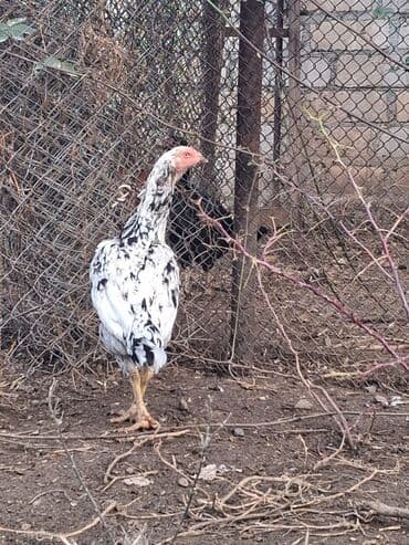 Gəmiricilər: Xoruz, il: 1, Ödənişli çatdırılma — 3