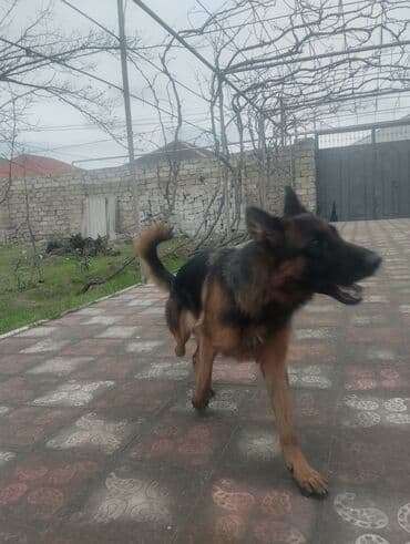 it yuvası: Alman çoban iti, 3 il, Dişi — 6