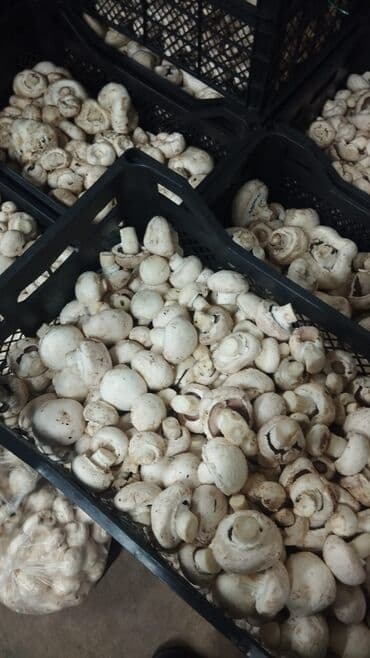 şam ağac: Salam hərvaxtınız xeyir, "CHAMPION GROUP" olaraq sizlərin qarşısına — 12