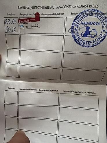 карликовый пудель цена: Пудель, Самец, С прививками, Доставка в районы — 5