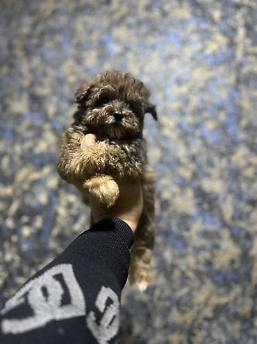 coban iti adlari: Dişi, Peyvəndli, Pulsuz çatdırılma — 5