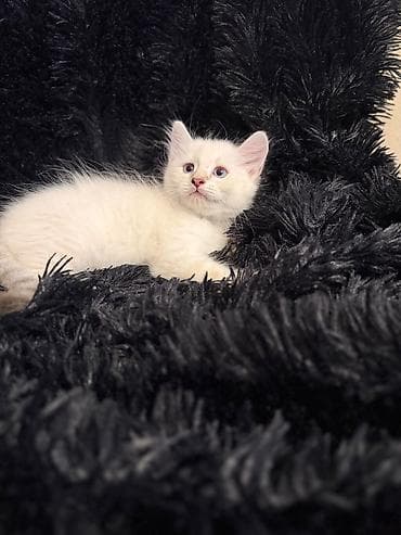 it ucun evler: Ağ tüklü balaca pişik balası - Rəng: süt-ağ, quyruq və pəncələrdə — 2