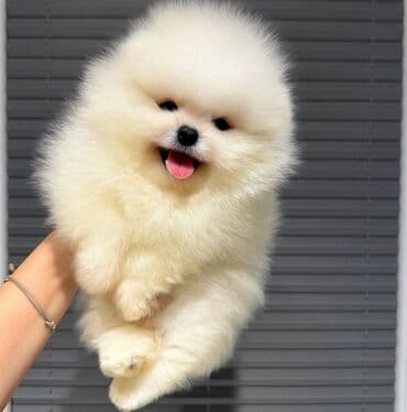 itle: Şpitz, 2 ay, Peyvəndli, Ünvandan götürmə — 1